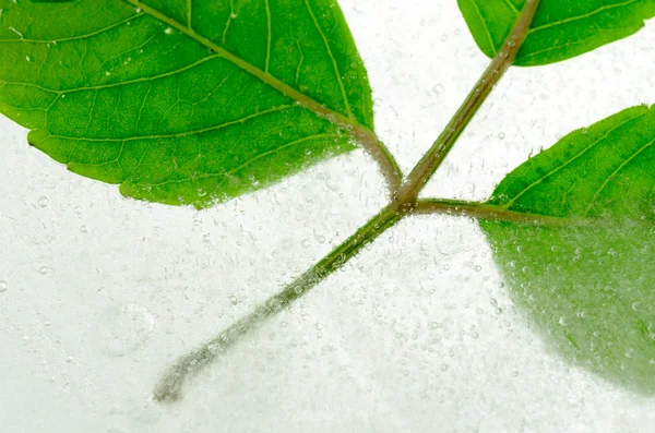 얼음에 얼어 있는 나뭇잎 — 스톡 사진