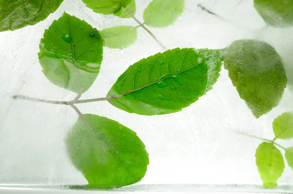 Feuilles congelées dans la glace — Photo