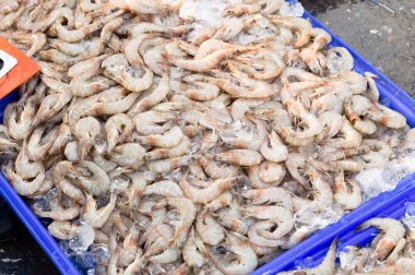 baş karides grup portresi