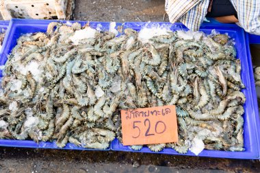 baş karides grup portresi