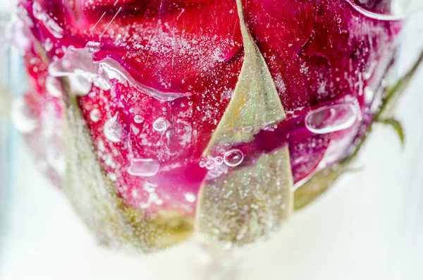 Rosa vermelha congelada em geada branca — Fotografia de Stock