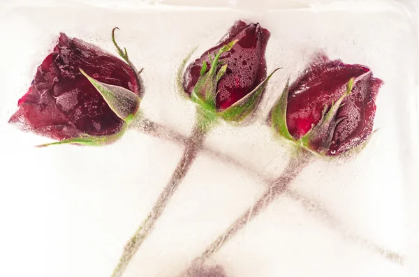 Zmrazené červenou růži v jinovatka — Stock fotografie