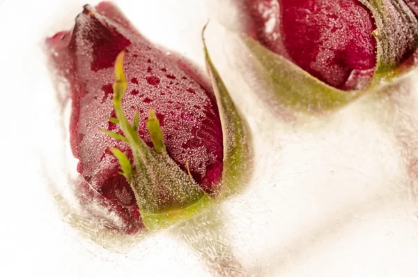 Frozen red rose in white frost — Stock Photo, Image