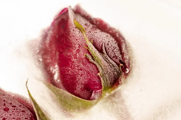 Frozen red rose in white frost — Stock Photo, Image