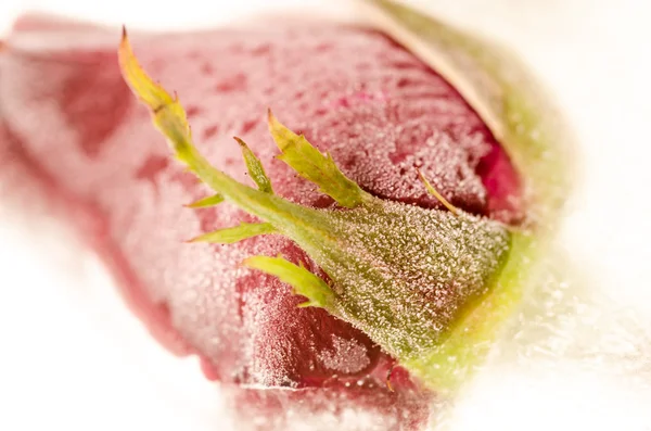 Frozen red rose in white frost — Stock Photo, Image