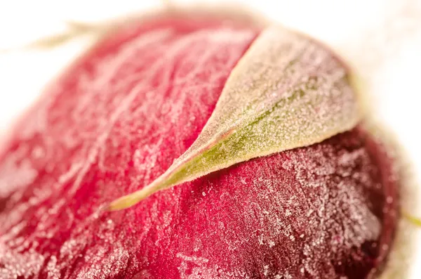 Frozen red rose in white frost — Stock Photo, Image