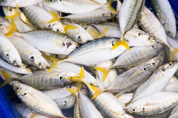 Du poisson frais sur le marché — Photo