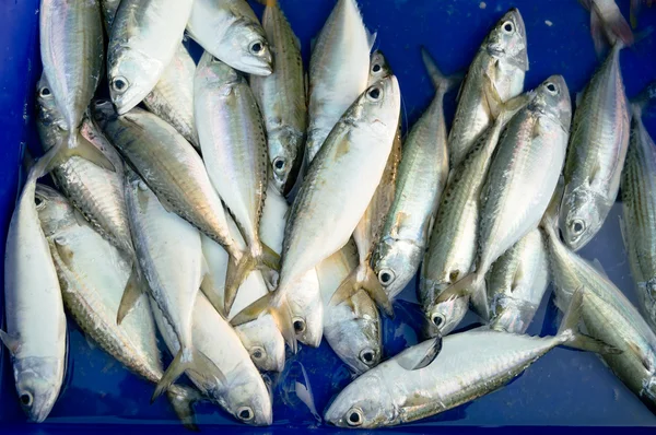 Peşte proaspăt pe piaţă — Fotografie, imagine de stoc