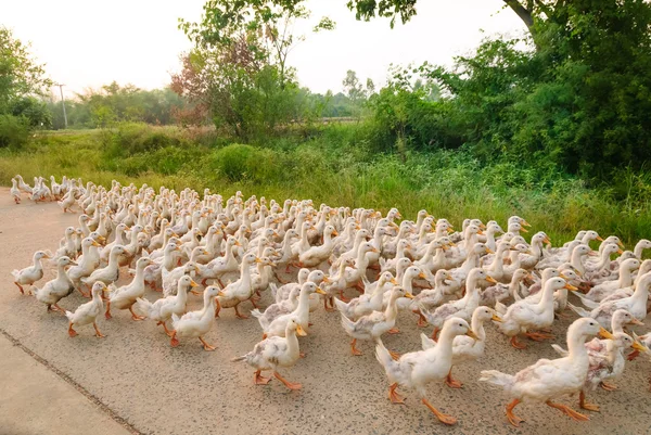 Family of ducks walking a straight line — Stock Photo, Image