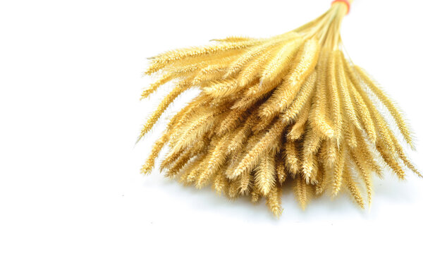 Перьевая трава или игла травы, Nassella tenuissima изолированы на w
