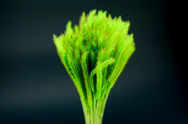 Grama de penas ou grama de agulha, Nassella tenuissima isolado em b — Fotografia de Stock