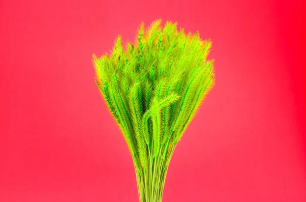 Grama de penas ou grama de agulha, Nassella tenuissima isolado em r — Fotografia de Stock