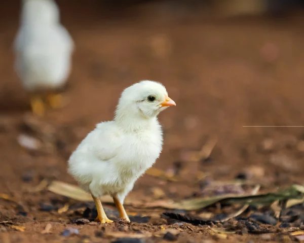 Adorable baby chick — Stock Photo, Image