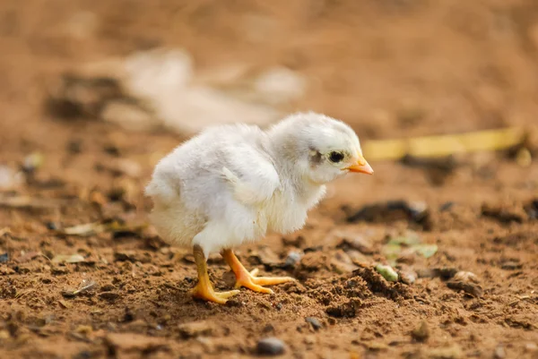 Adorable baby chick — Stock Photo, Image