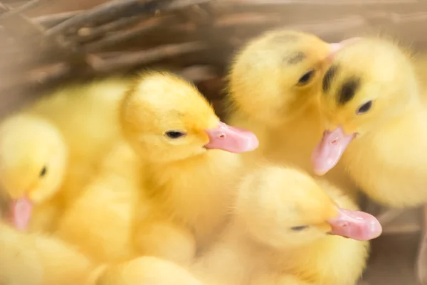 Duckling — Stock Photo, Image