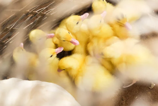 Duckling — Stock Photo, Image