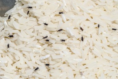 Weevil destroys rice clipart