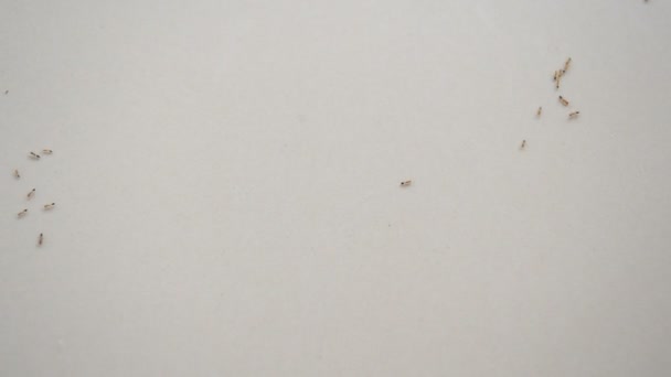 Les fourmis un animal 