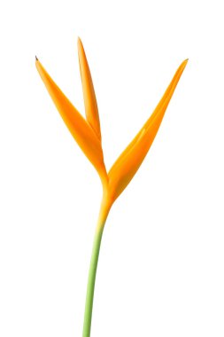 Yellow Strelitzia reginae flower or bird of paradise flower isolated on white background with clipping path