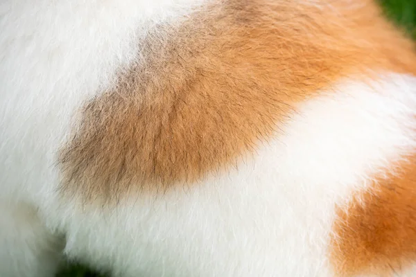 Background of dog hair. The dog's background. The dog's coat and skin are white with brown spots.