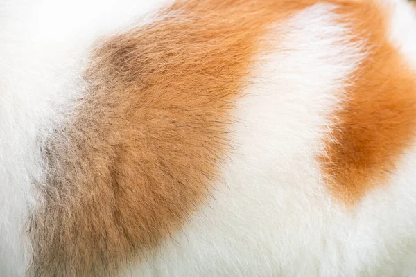 Background of dog hair. The dog's background. The dog's coat and skin are white with brown spots.