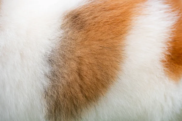 犬の毛の背景 犬の背景 犬のコートと皮膚は茶色の斑点がある白です — ストック写真