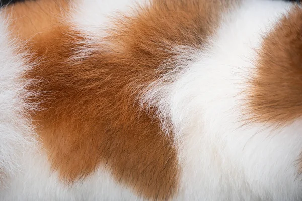 Background of dog hair. The dog's background. The dog's coat and skin are white with brown spots.