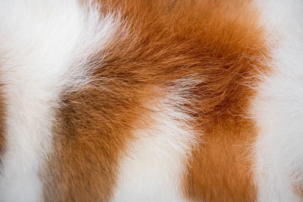 Background of dog hair. The dog's background. The dog's coat and skin are white with brown spots.