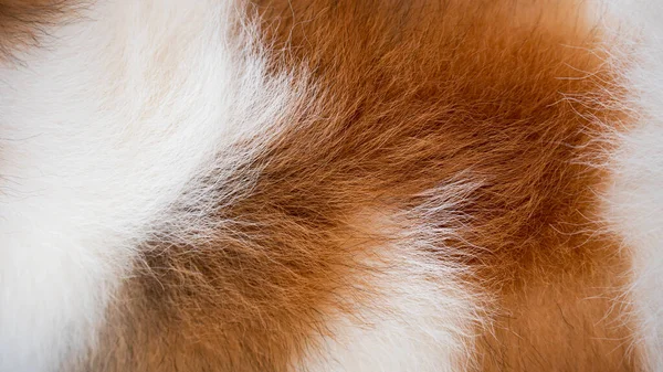 Background of dog hair. The dog's background. The dog's coat and skin are white with brown spots.