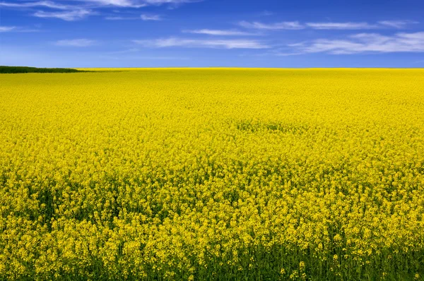 Field of Yellow Flowers — Stock Photo, Image