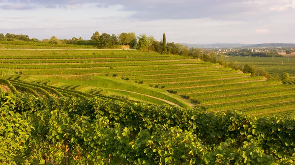 Weinberge an einem Sommerabend — Stockfoto