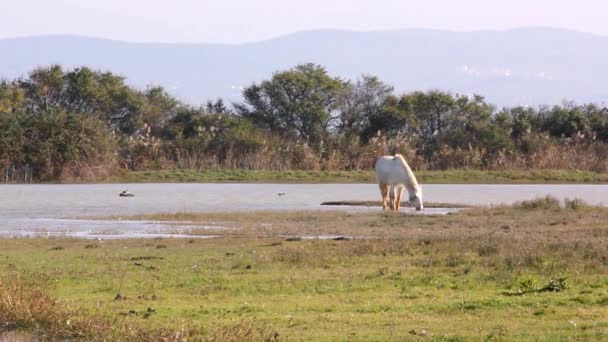 Cavalo Camargue no selvagem — Vídeo de Stock