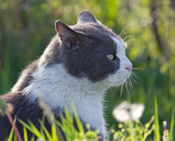 Grijze en witte kat — Stockfoto