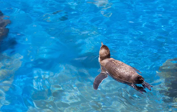 Penguin yang berenang — Stok Foto
