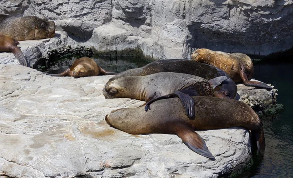 Sleeping Sealions — Stock Photo, Image