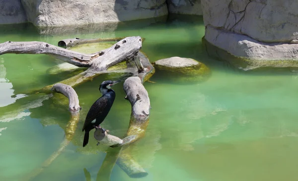 Aquatic Bird on a Branch — Stock Photo, Image