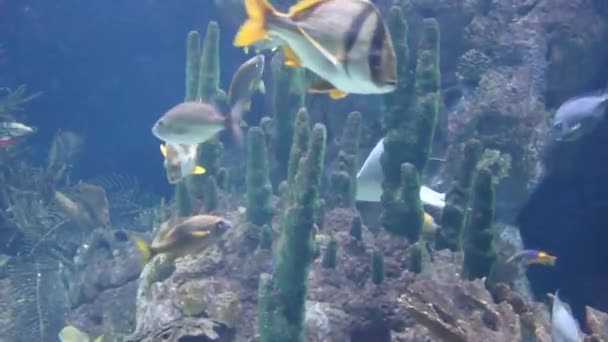 Aquarium — Stockvideo
