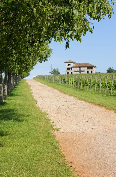 Country Lane Beside a Vineyard — Stock Photo, Image