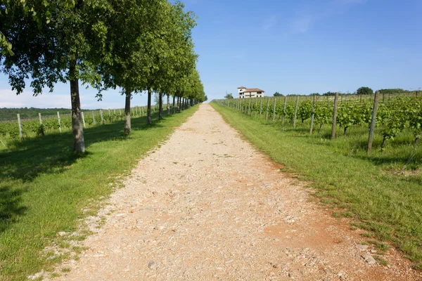 Country Lane Ao lado de um vinhedo — Fotografia de Stock