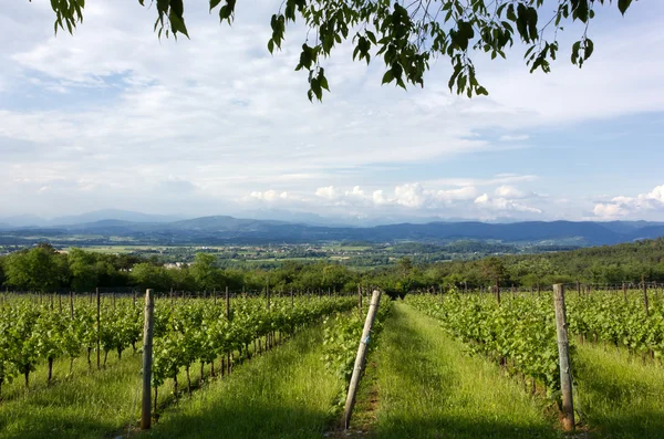 Venkovské krajiny s vinicí v popředí — Stock fotografie