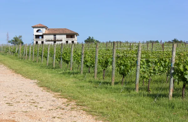 Country Lane Ao lado de um vinhedo — Fotografia de Stock