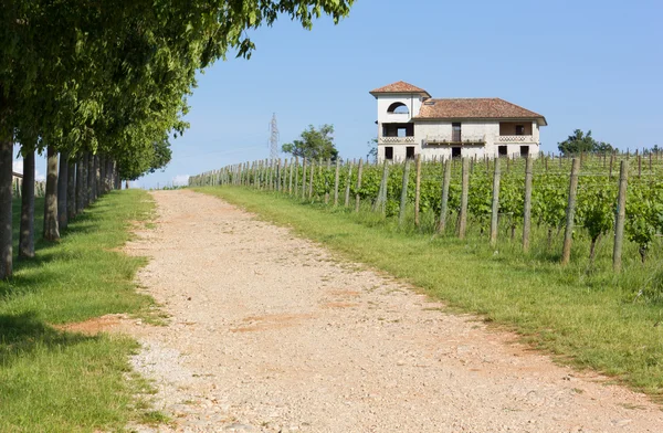 Загородный переулок рядом с виноградником — стоковое фото