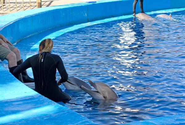 Dolphins Interacting With Their Trainers — Stock Photo, Image