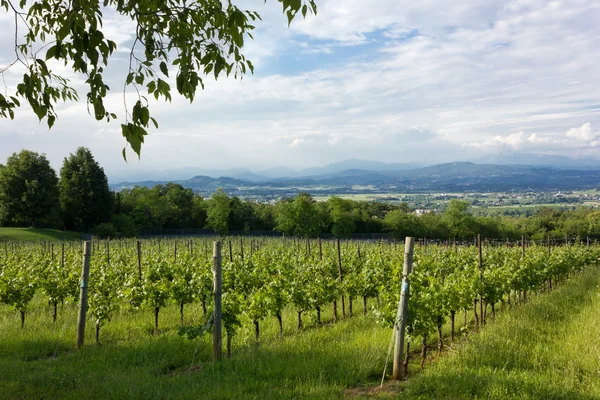 Ländliche Landschaft mit Weinberg im Vordergrund — Stockfoto