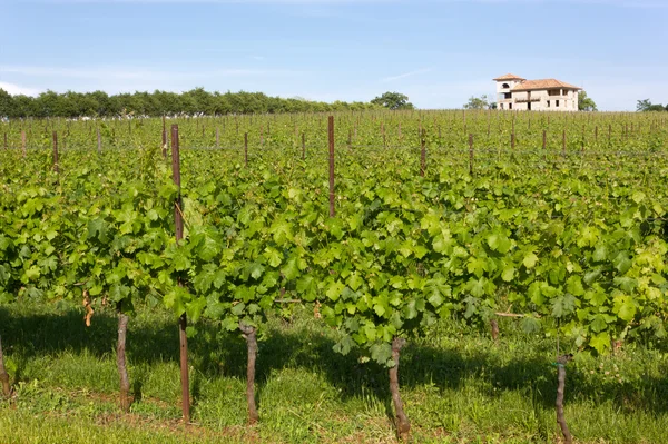 Виноградник в летний полдень — стоковое фото