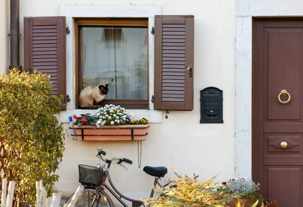 이탈리아 Aquileia 2022 창문턱에 고양이 자전거와 정면을 클로즈업 — 스톡 사진