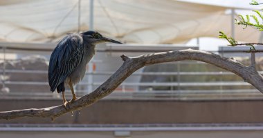Valencia, İspanya 'daki okyanus yerçekimi akvaryumunun içindeki kuşhanenin kuru dalına tünemiş yeşil balıkçıl balığı.