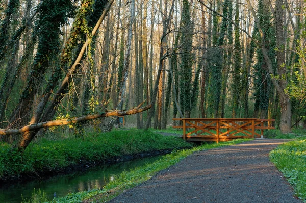 Petite Passerelle Piétonne Bois Dessus Ruisseau Dans Une Forêt Côté — Photo