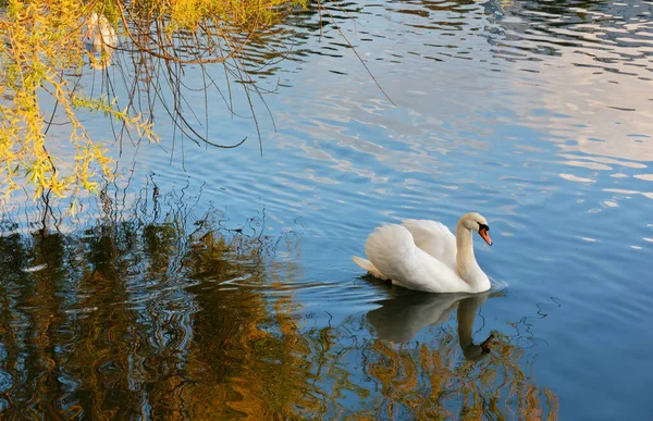 Красивый Лебедь Водах Реки Среди Отражения Растительности — стоковое фото
