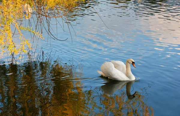 Hermoso Cisne Las Aguas Río Entre Reflejo Vegetación —  Fotos de Stock